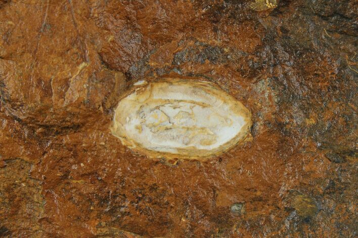 Unidentified Fossil Seed From North Dakota - Paleocene #95364